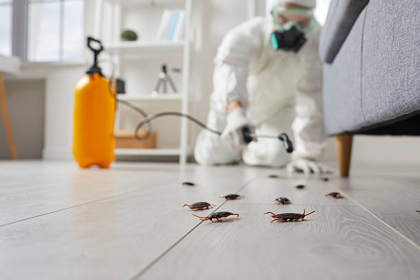 Affordable Cockroach Control solutions in Noroton, CT